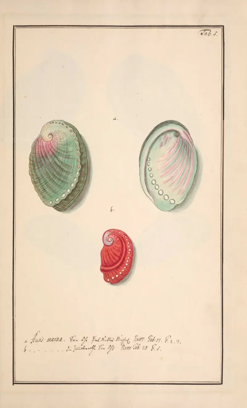 Conchylia picta ad naturam a pictore academico Pl.005 av Andreas Friedrich Happe