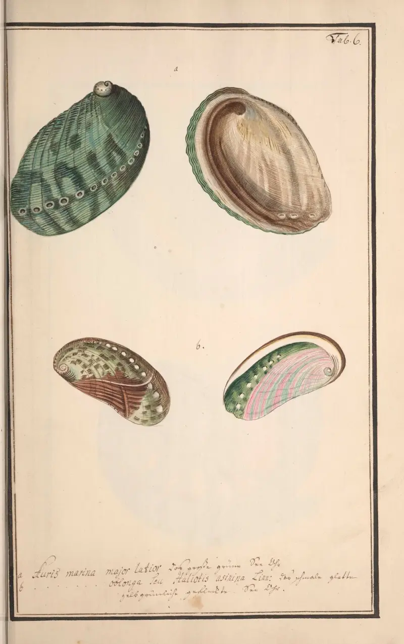 Conchylia picta ad naturam a pictore academico Pl.006 (Målade snäckor efter naturen av en akademisk målare, plansch 6) av Andreas Friedrich Happe