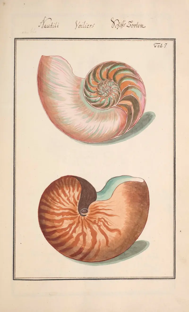 Conchylia picta ad naturam a pictore academico Pl.007 av Andreas Friedrich Happe