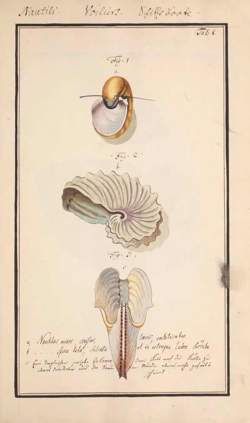 Conchylia picta ad naturam a pictore academico Pl.008 av Andreas Friedrich Happe