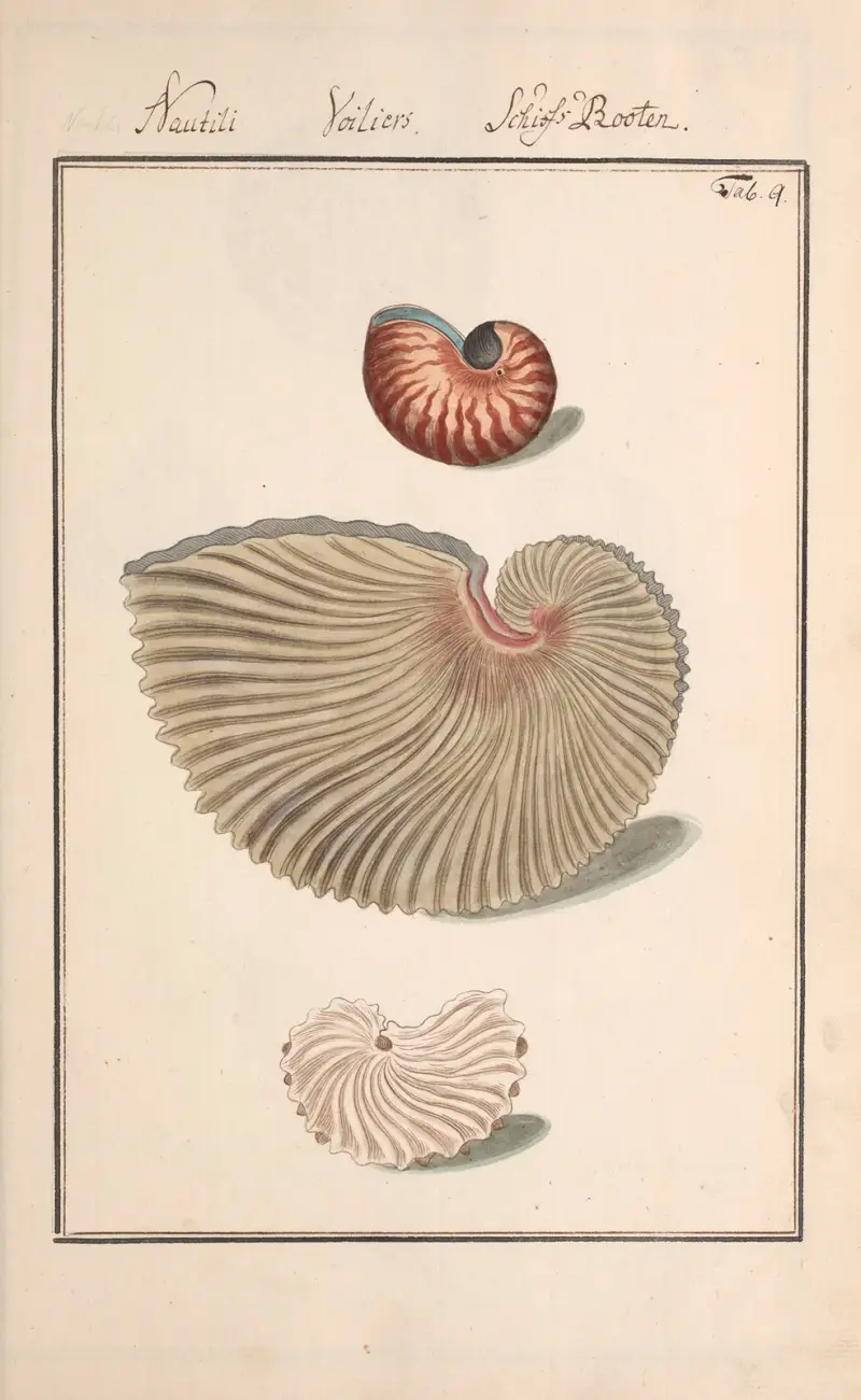 Conchylia picta ad naturam a pictore academico Pl.009 av Andreas Friedrich Happe