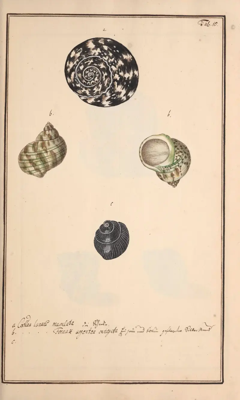 Conchylia picta ad naturam a pictore academico Pl.010 av Andreas Friedrich Happe