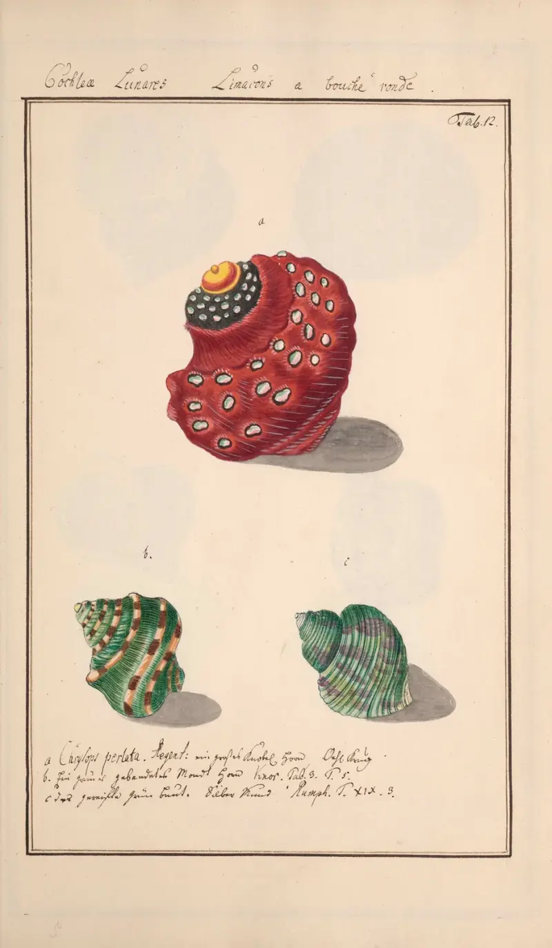 Muszle namalowane z natury przez malarza akademickiego, tablica 12, Andreas Friedrich Happe