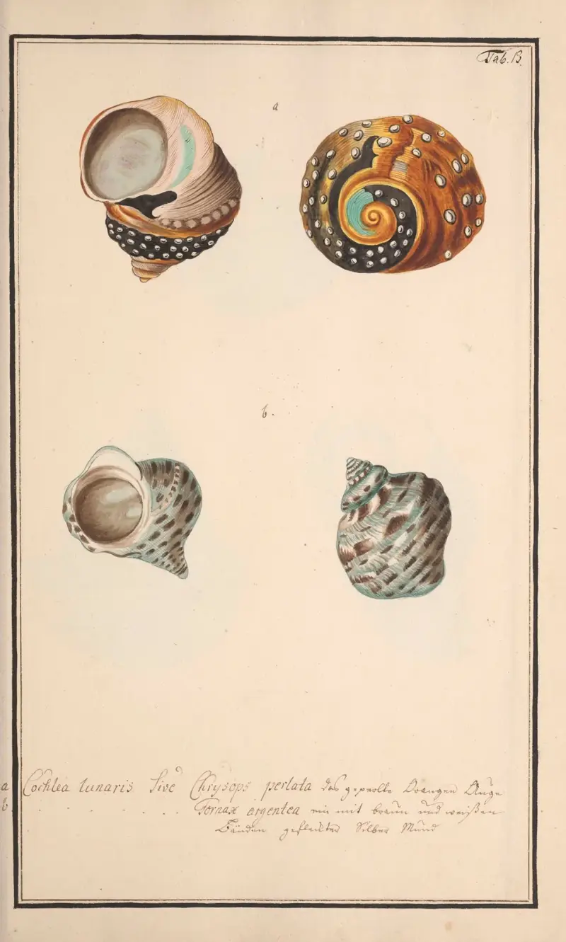 Conchylia picta ad naturam a pictore academico Pl.013 av Andreas Friedrich Happe