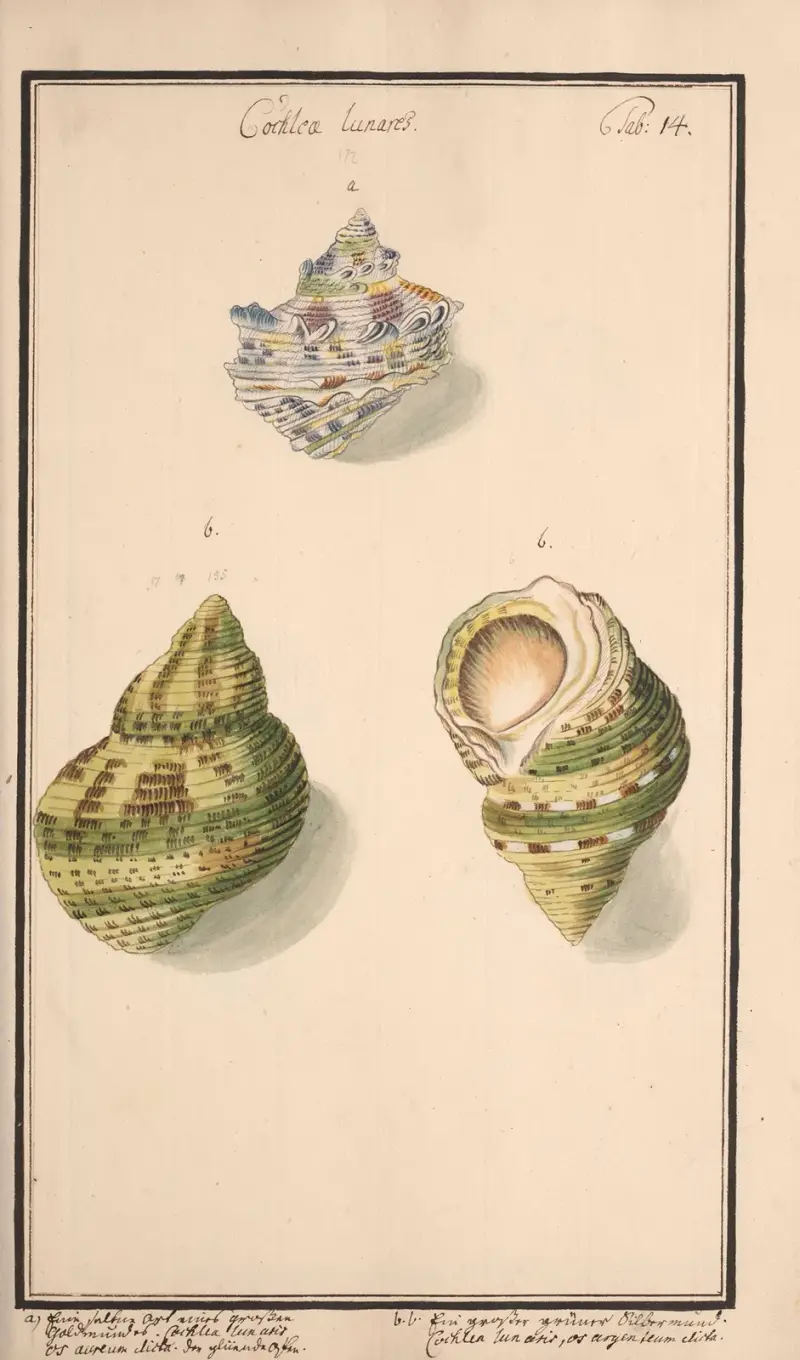 Conchylia picta ad naturam a pictore academico Pl.014 av Andreas Friedrich Happe