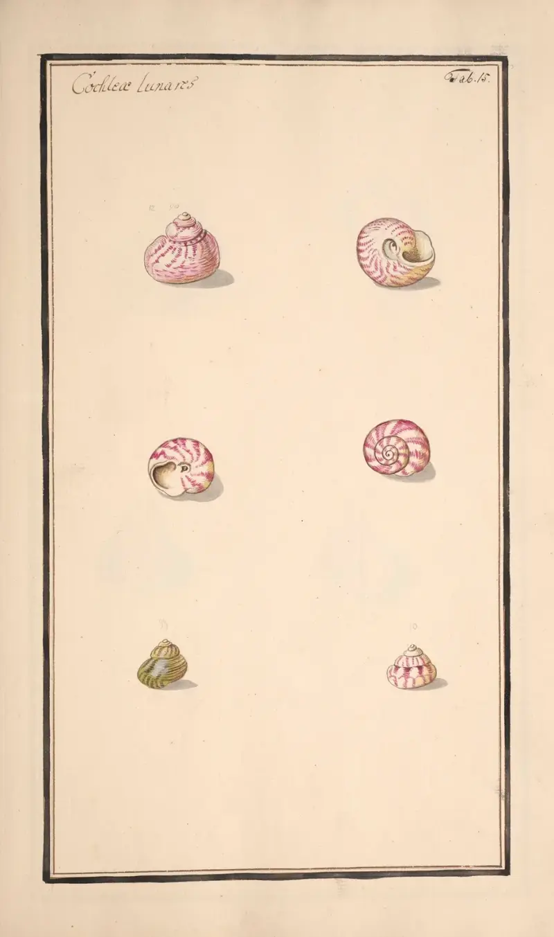 Conchylia picta ad naturam a pictore academico Pl.015, Andreas Friedrich Happe