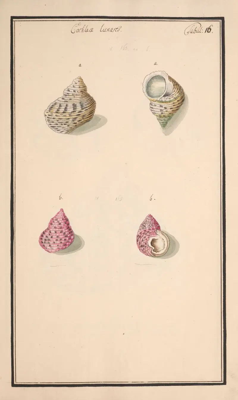 Conchylia picta ad naturam a pictore academico Pl.016 av Andreas Friedrich Happe