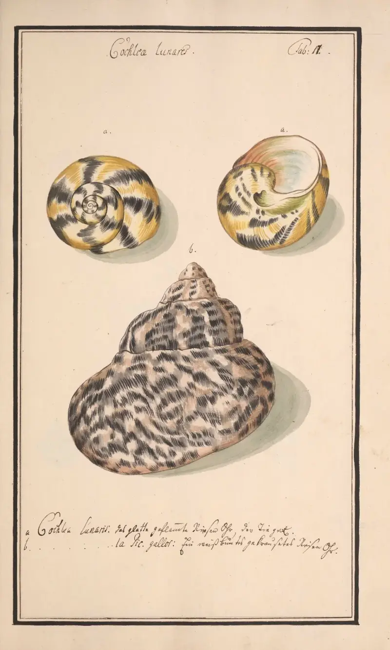 Conchylia picta ad naturam a pictore academico Pl.017 von Andreas Friedrich Happe