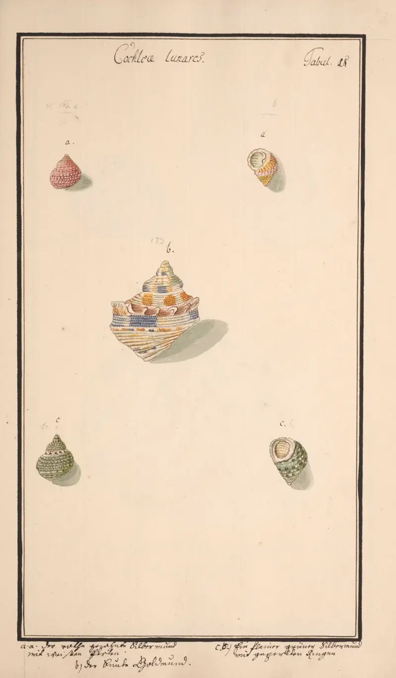 Conchylia picta ad naturam a pictore academico Pl.018 av Andreas Friedrich Happe