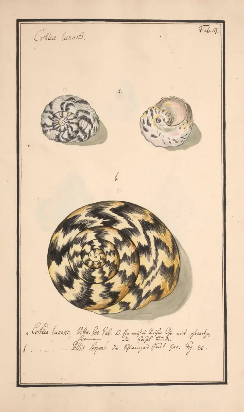 Conchylia picta ad naturam a pictore academico Pl.019 av Andreas Friedrich Happe