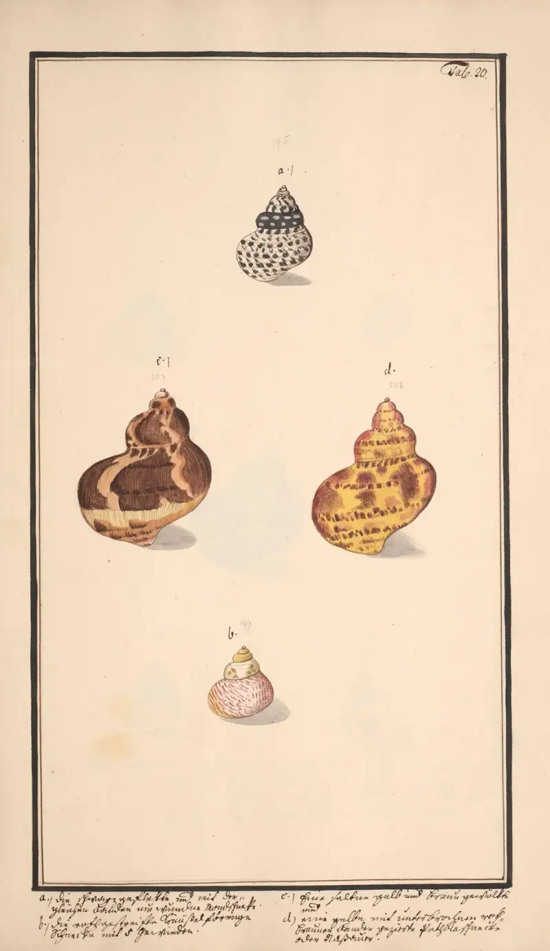 Conchylia picta ad naturam a pictore academico Pl.020 av Andreas Friedrich Happe
