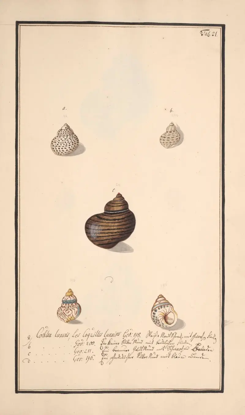 Conchylia picta ad naturam a pictore academico Pl.021 av Andreas Friedrich Happe