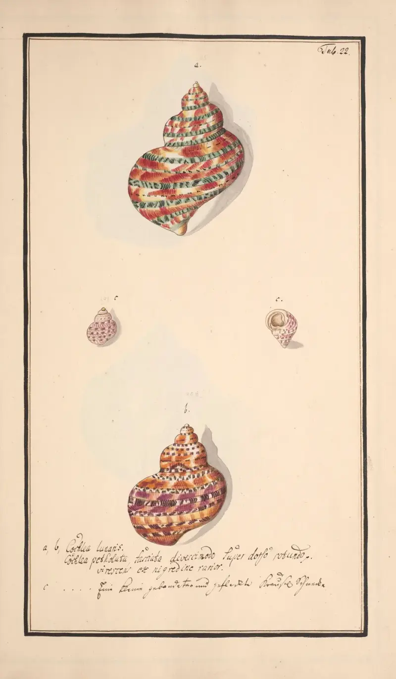 Conchylia picta ad naturam a pictore academico Pl.022 von Andreas Friedrich Happe