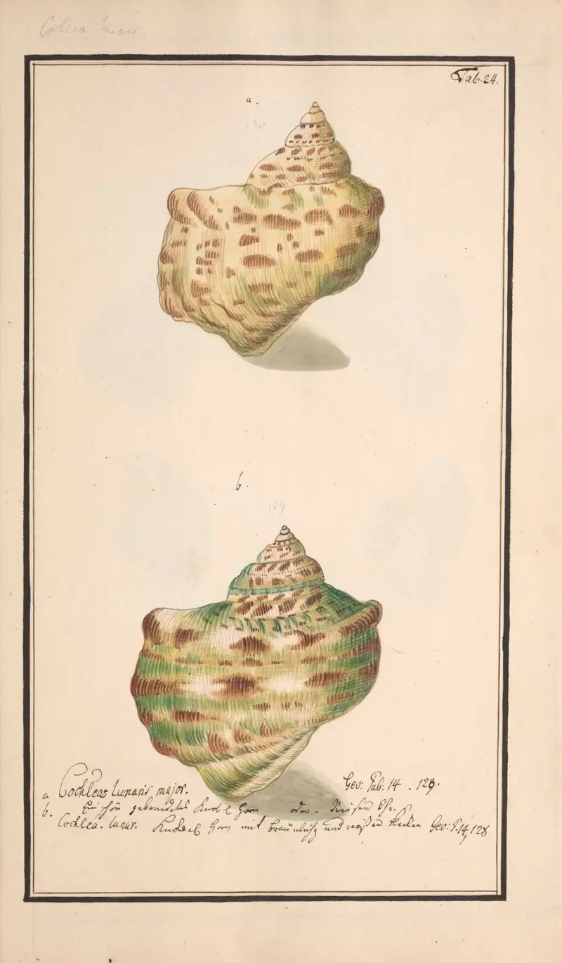 Conchylia picta ad naturam a pictore academico Pl.024 von Andreas Friedrich Happe