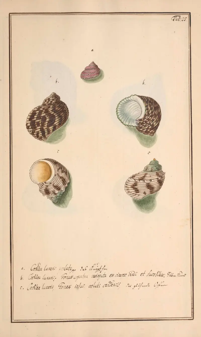 Conchylia picta ad naturam a pictore academico Pl.025 von Andreas Friedrich Happe