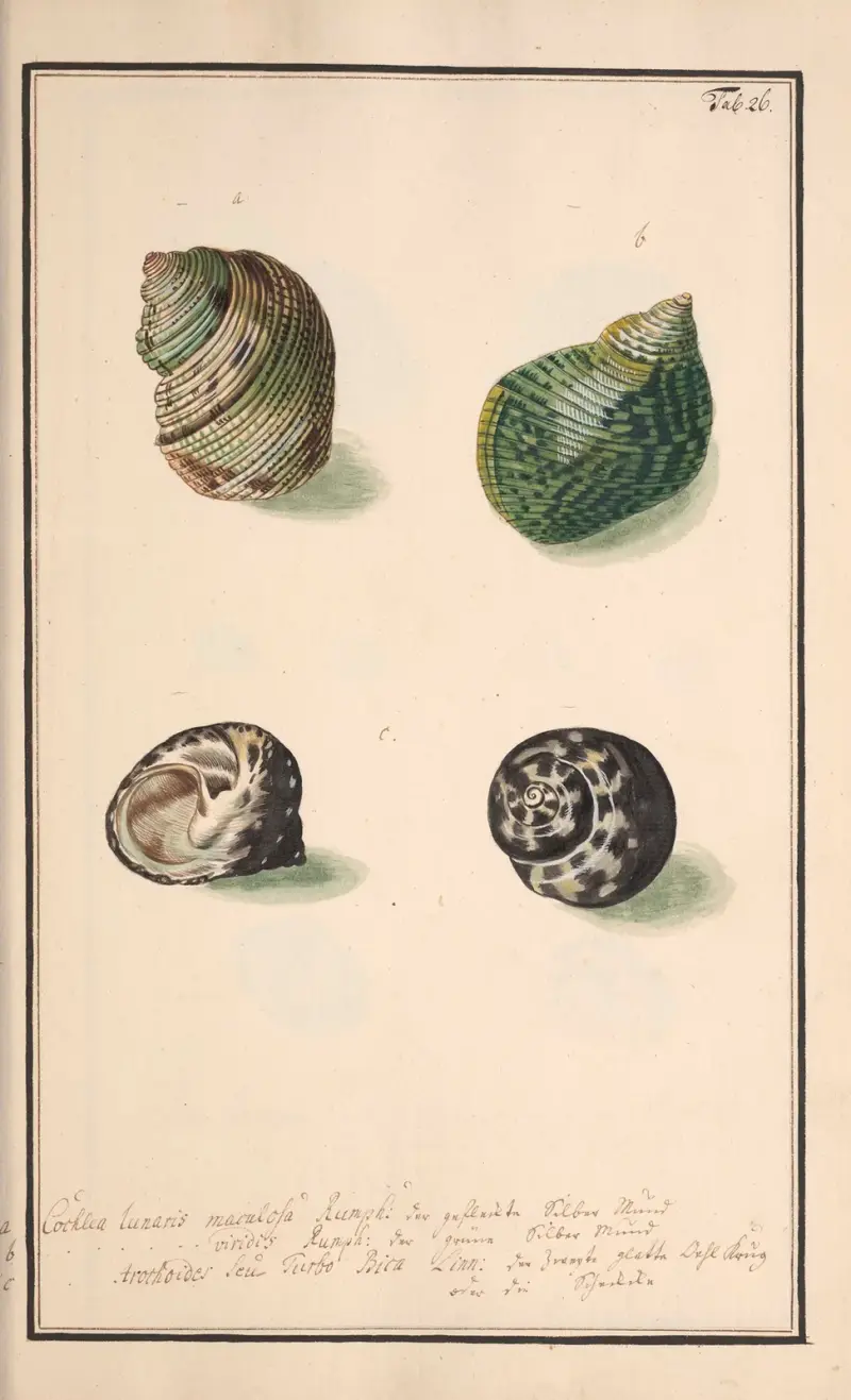 Conchylia picta ad naturam a pictore academico Pl.026 von Andreas Friedrich Happe