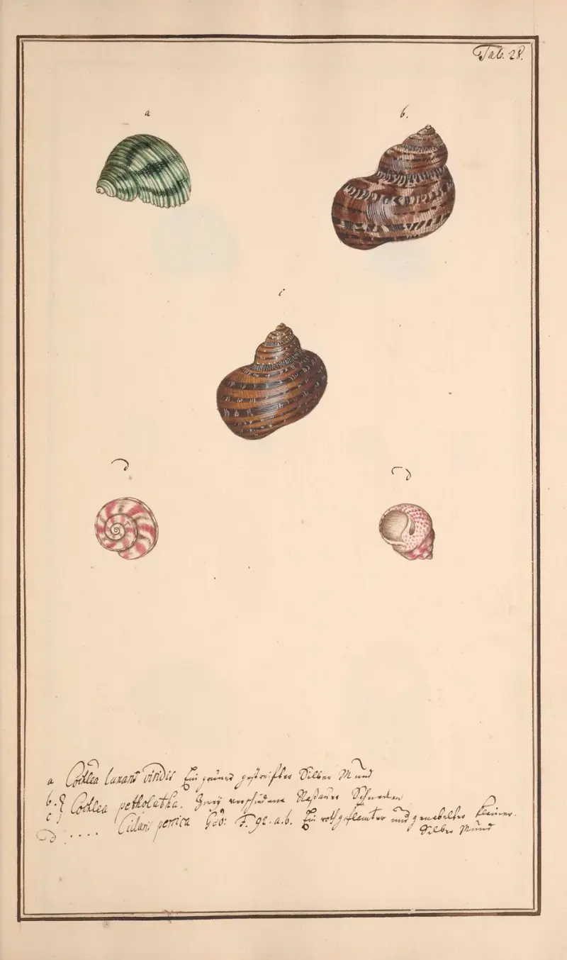 Conchylia picta ad naturam a pictore academico Pl. 028 von Andreas Friedrich Happe