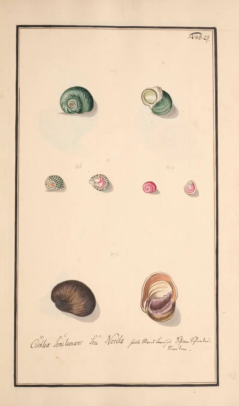 Conchylia picta ad naturam a pictore academico Pl.029, Andreas Friedrich Happe