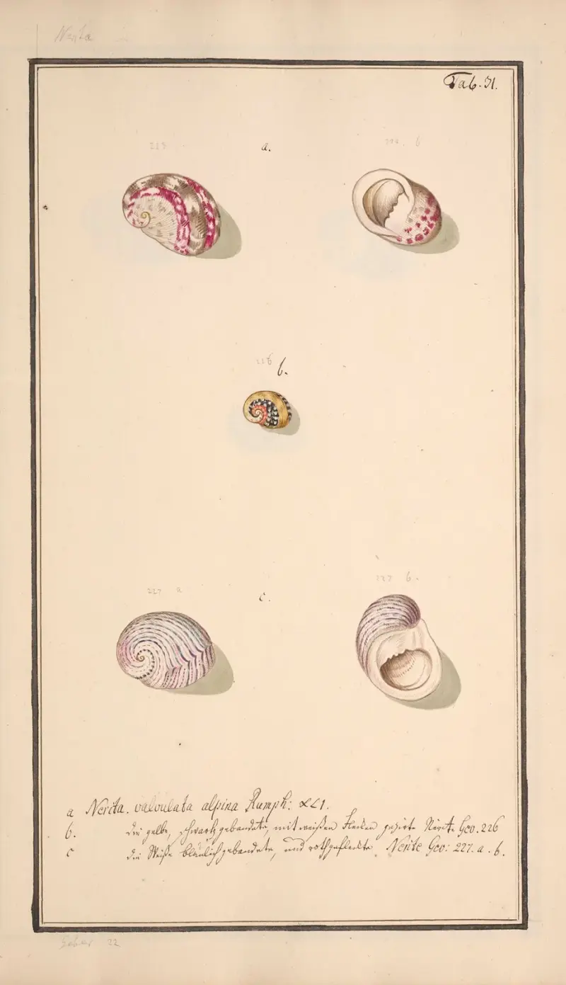 Conchylia picta ad naturam a pictore academico Pl.031 av Andreas Friedrich Happe