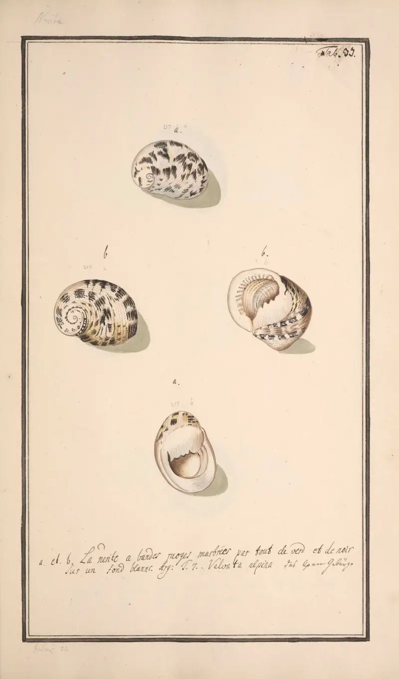 Conchylia picta ad naturam a pictore academico Pl.033 av Andreas Friedrich Happe