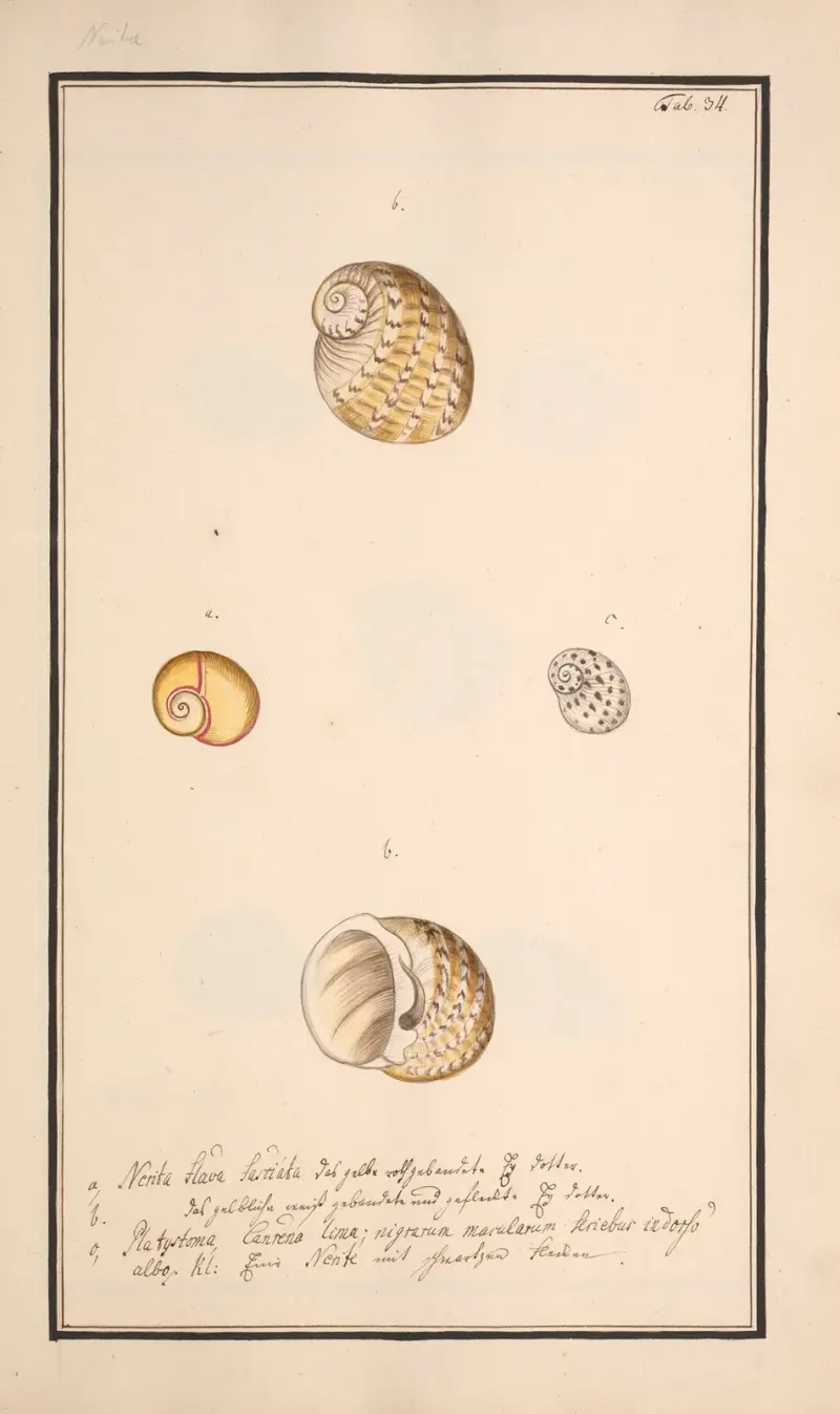 Conchylia picta ad naturam a pictore academico Pl.034 av Andreas Friedrich Happe