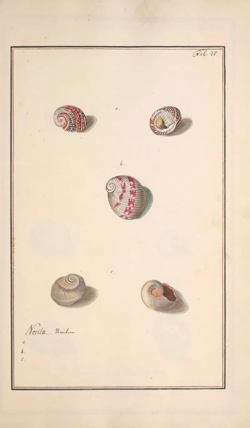Conchylia picta ad naturam a pictore academico Pl.035 av Andreas Friedrich Happe