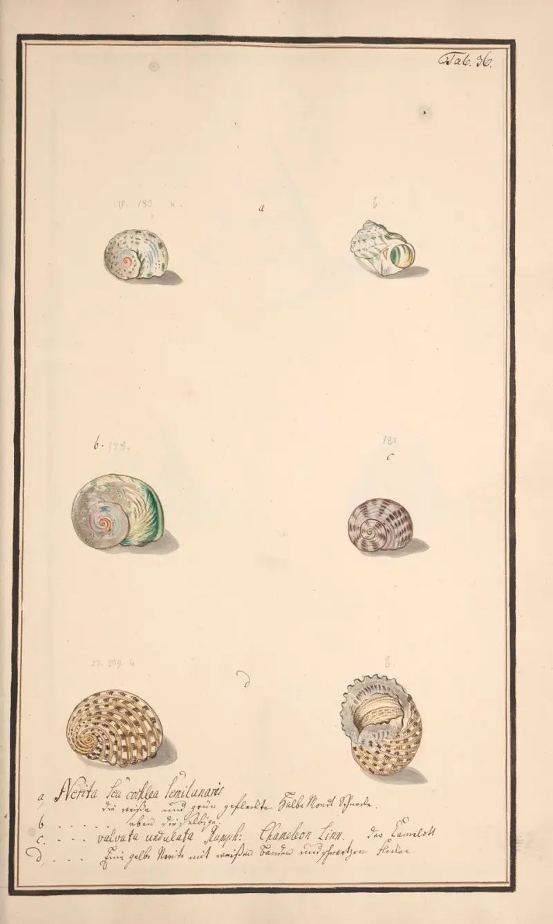 Conchylia picta ad naturam a pictore academico Pl.036 av Andreas Friedrich Happe