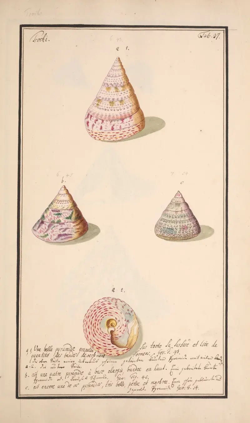 Conchylia picta ad naturam a pictore academico Pl.037 av Andreas Friedrich Happe
