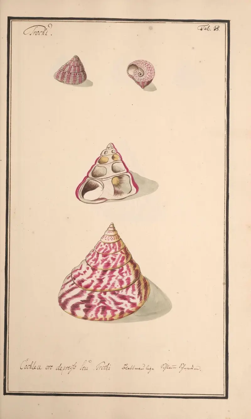 Conchylia picta ad naturam a pictore academico Pl.038 av Andreas Friedrich Happe