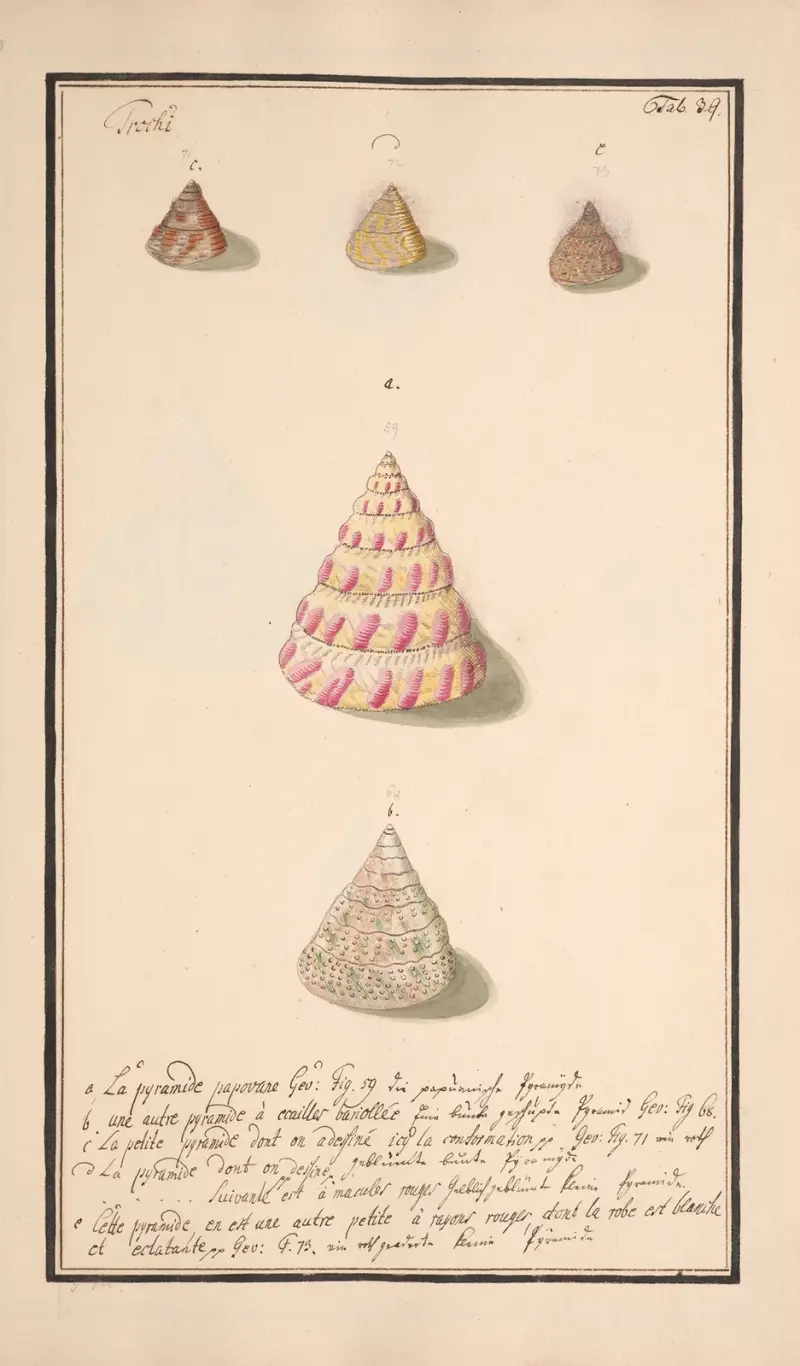 Conchylia picta ad naturam a pictore academico Pl.039 av Andreas Friedrich Happe