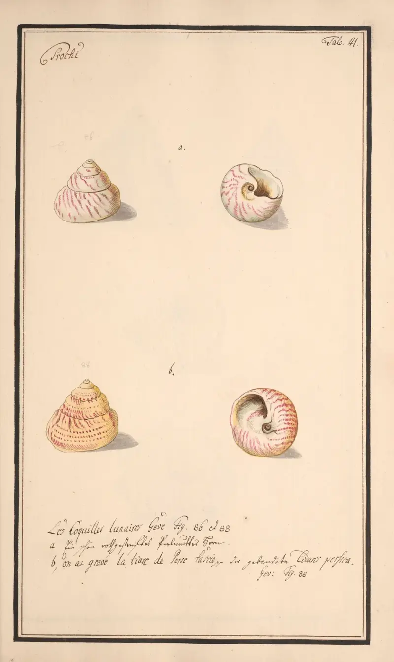Conchylia picta ad naturam a pictore academico Pl. 041, Andreas Friedrich Happe