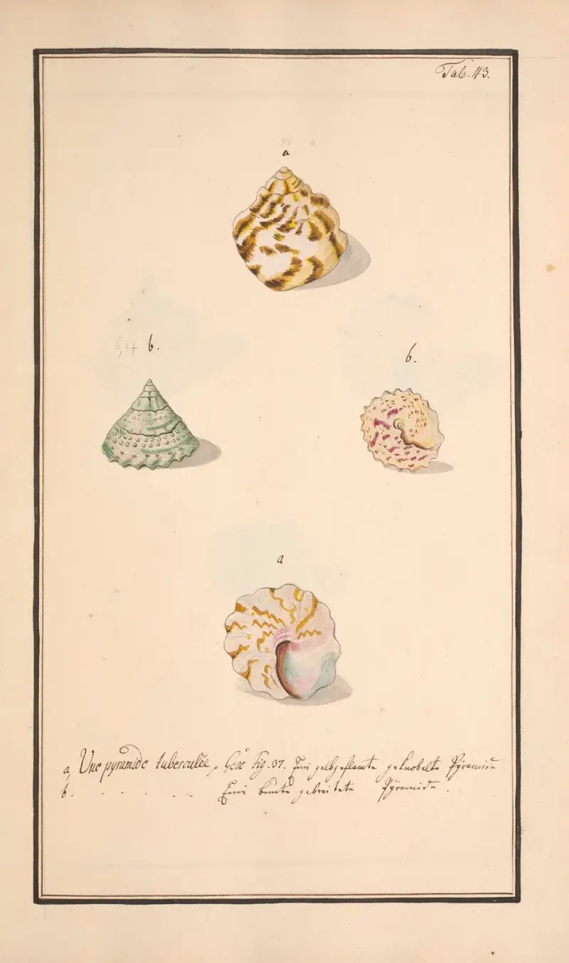 Conchylia picta ad naturam a pictore academico Pl.043 av Andreas Friedrich Happe