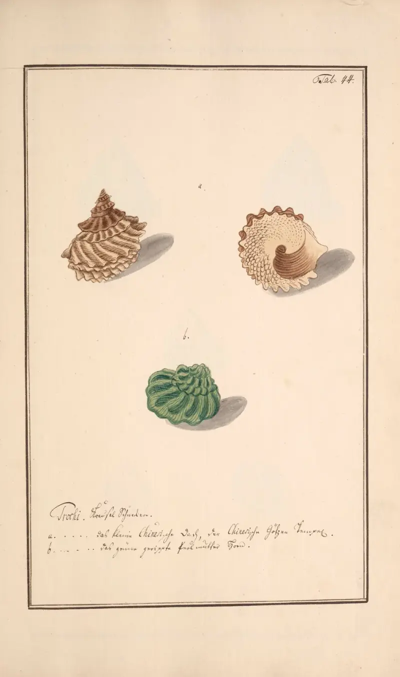 Conchylia picta ad naturam a pictore academico Pl.044 av Andreas Friedrich Happe