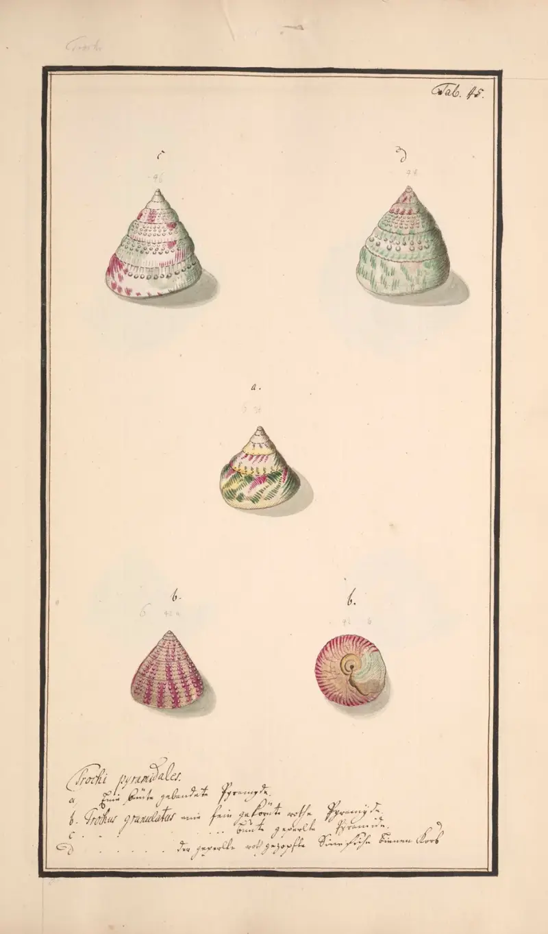 Conchylia picta ad naturam a pictore academico Pl.045 von Andreas Friedrich Happe