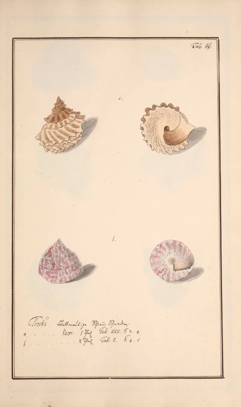 Conchylia picta ad naturam a pictore academico Pl.046 av Andreas Friedrich Happe