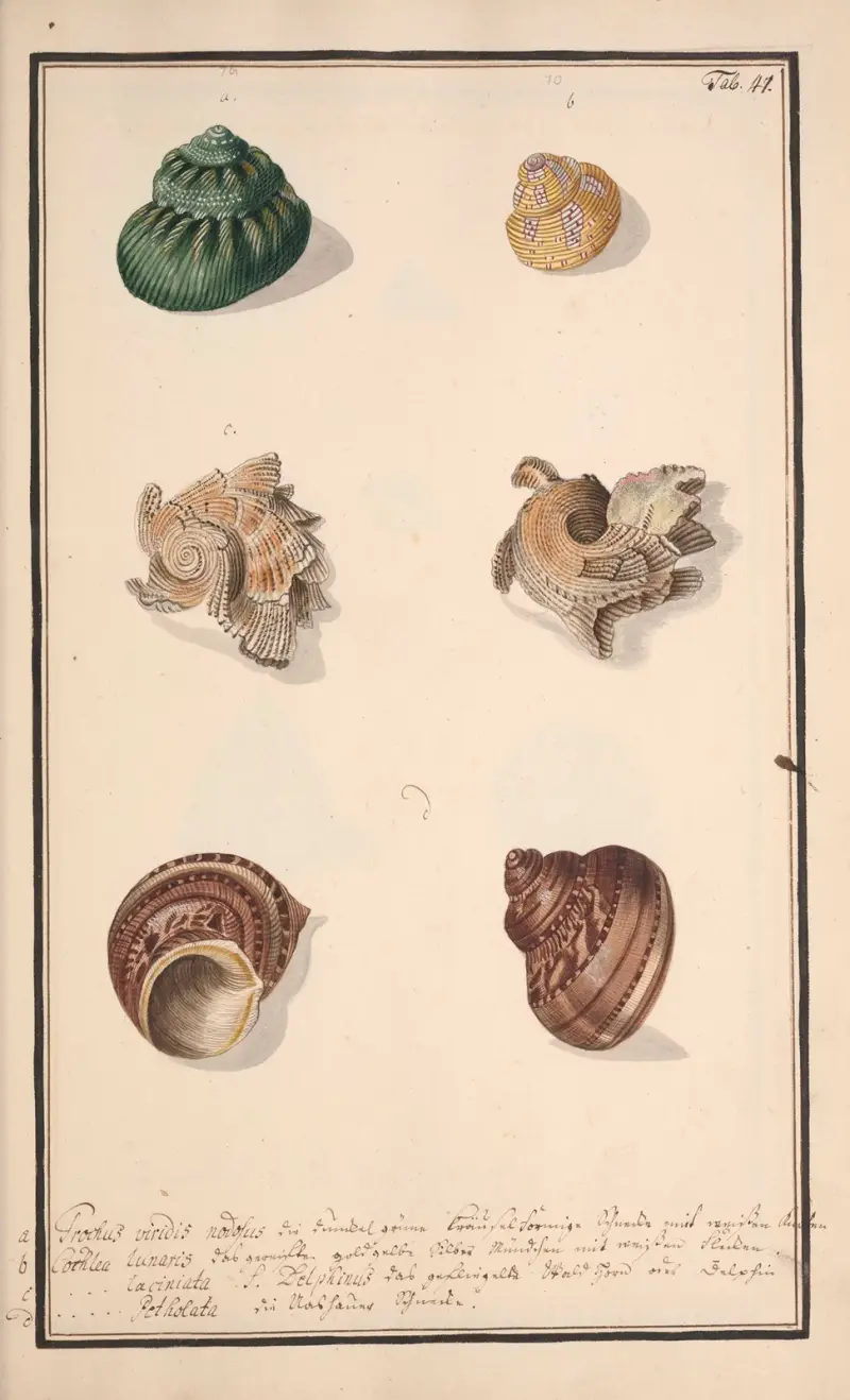 Conchylia picta ad naturam a pictore academico Pl.047 av Andreas Friedrich Happe