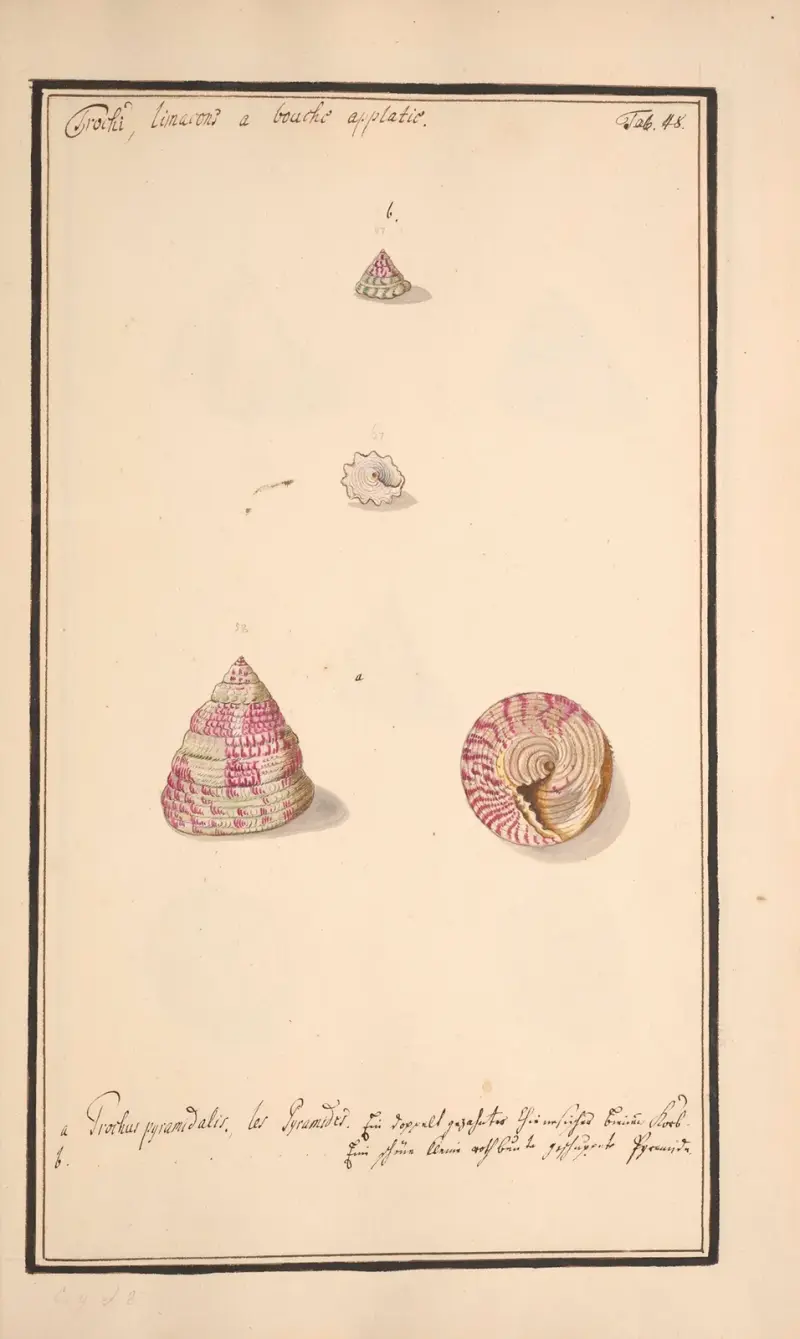 Conchylia picta ad naturam a pictore academico Pl.048 av Andreas Friedrich Happe