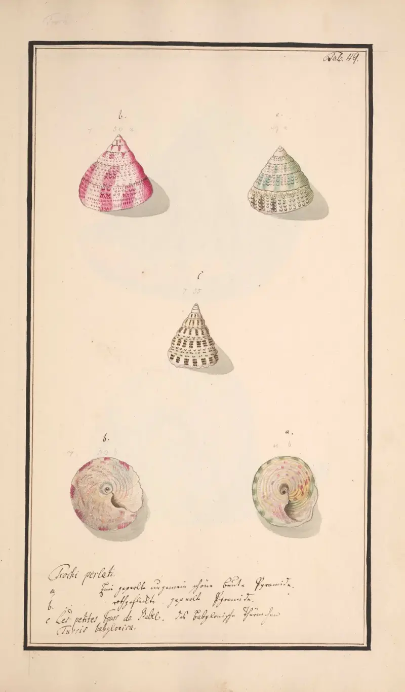 Conchylia picta ad naturam a pictore academico Pl.049 av Andreas Friedrich Happe