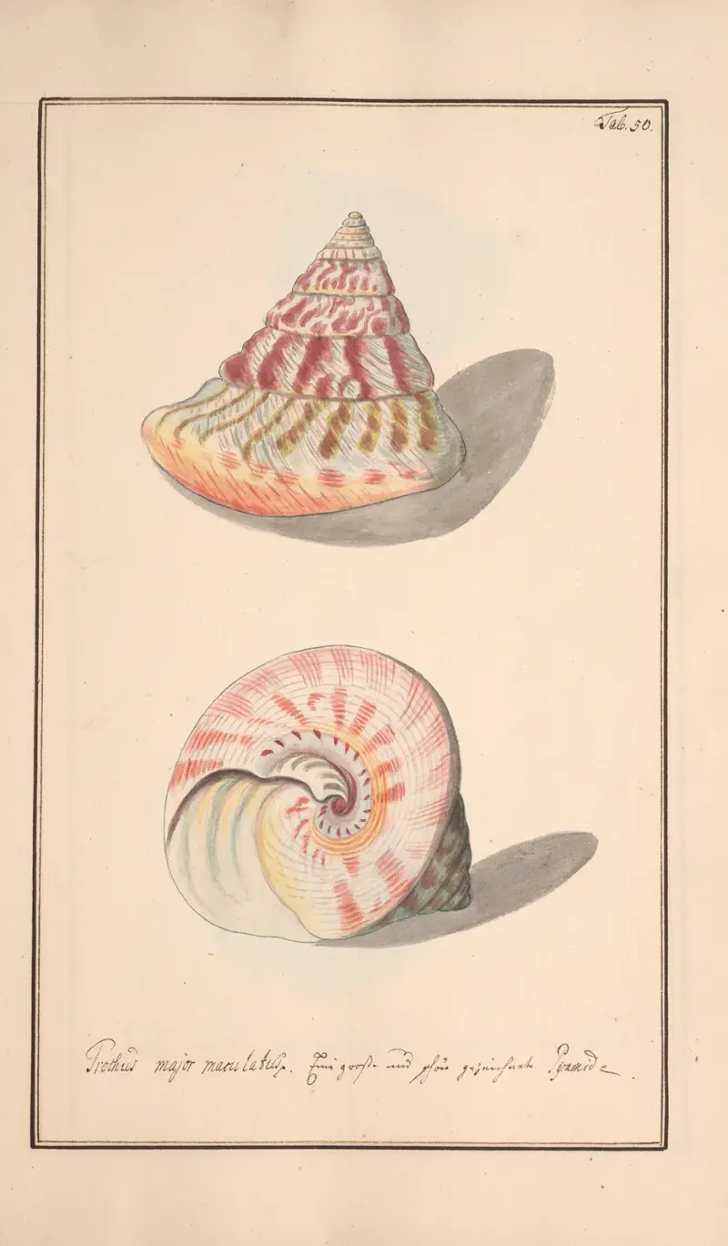 Conchylia picta ad naturam a pictore academico Pl.050 av Andreas Friedrich Happe