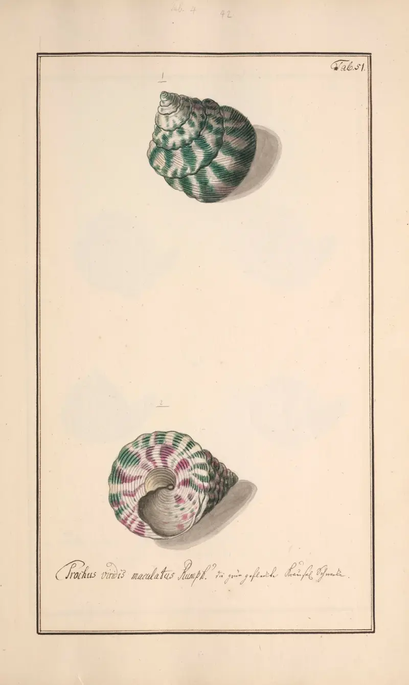 Conchylia picta ad naturam a pictore academico Pl.051 von Andreas Friedrich Happe