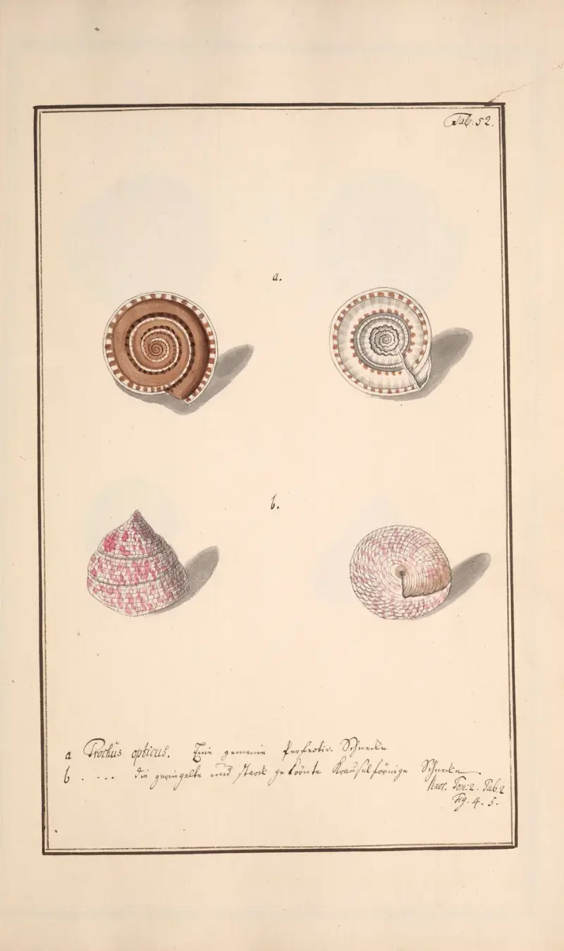 Conchylia picta ad naturam a pictore academico Pl.052 von Andreas Friedrich Happe