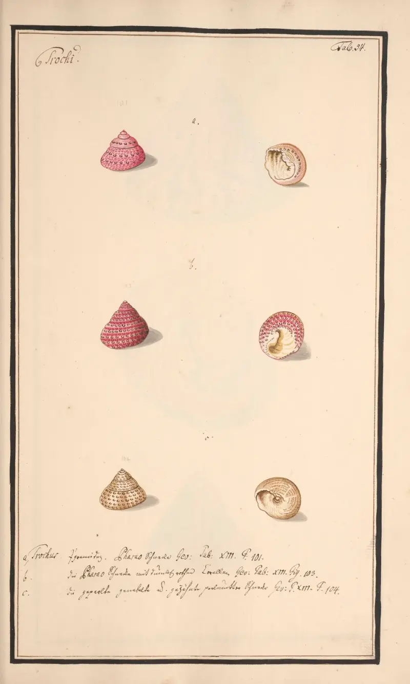 Conchylia picta ad naturam a pictore academico Pl.054 von Andreas Friedrich Happe
