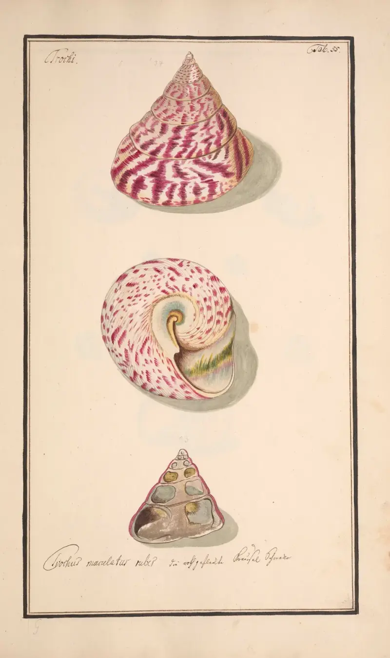 Conchylia picta ad naturam a pictore academico Pl.055, Andreas Friedrich Happe