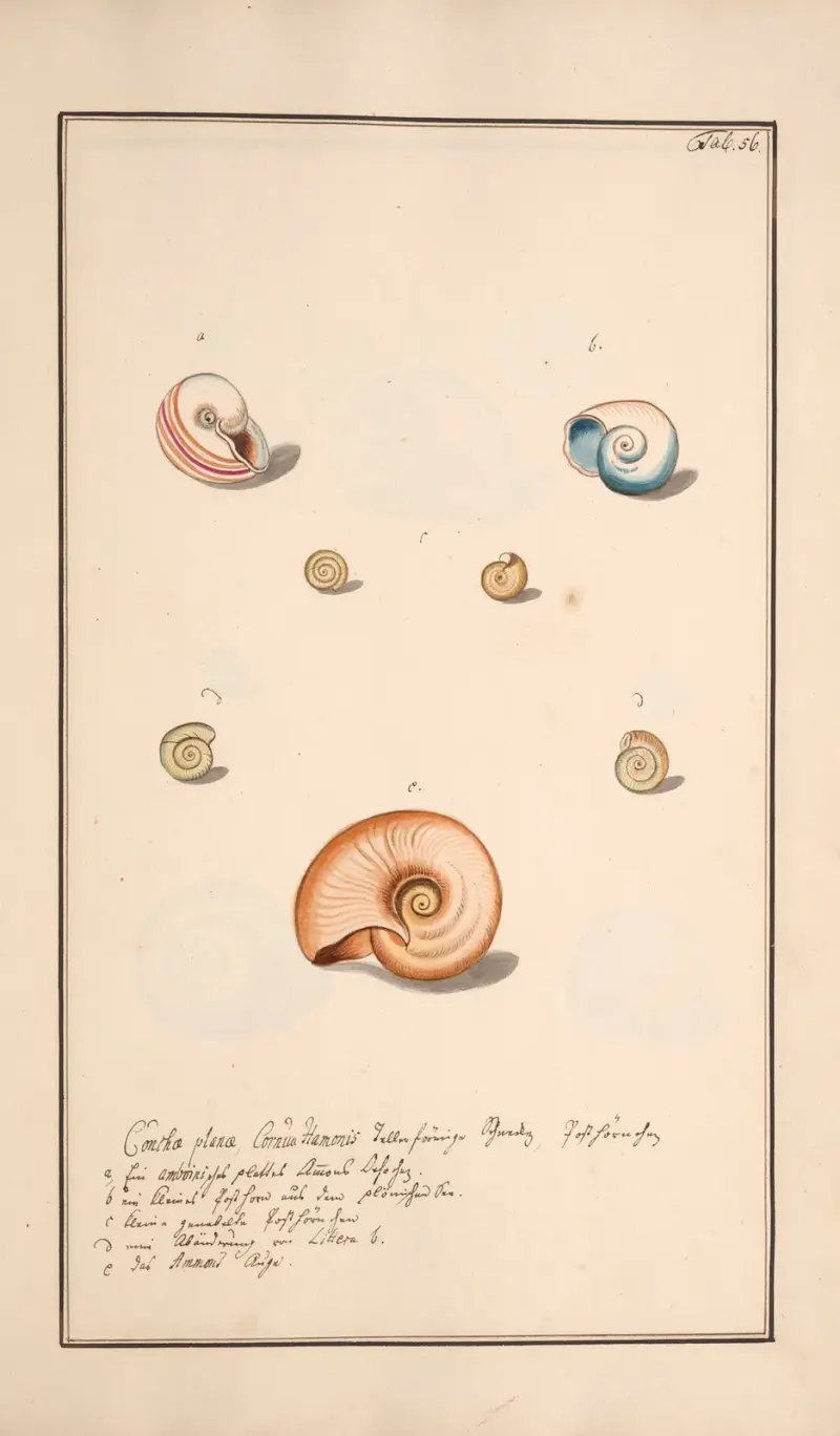 Conchylia picta ad naturam a pictore academico Pl.056 av Andreas Friedrich Happe