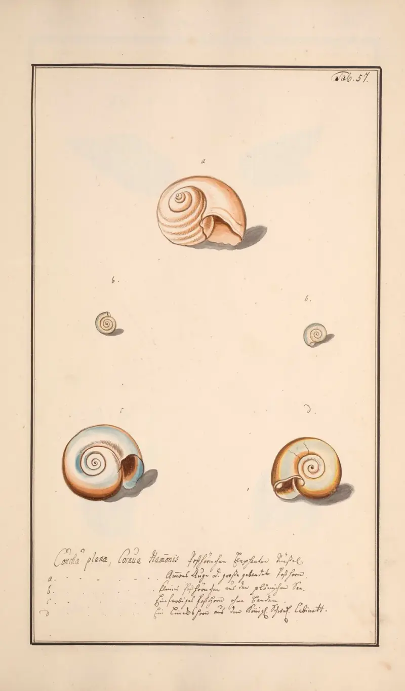 Conchylia picta ad naturam a pictore academico Pl.057 von Andreas Friedrich Happe