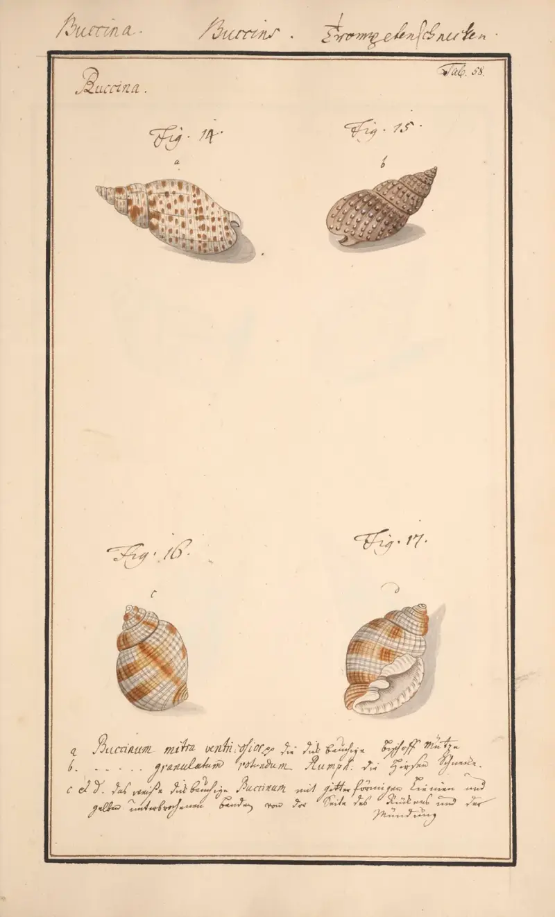 Conchylia picta ad naturam a pictore academico Pl.058 av Andreas Friedrich Happe