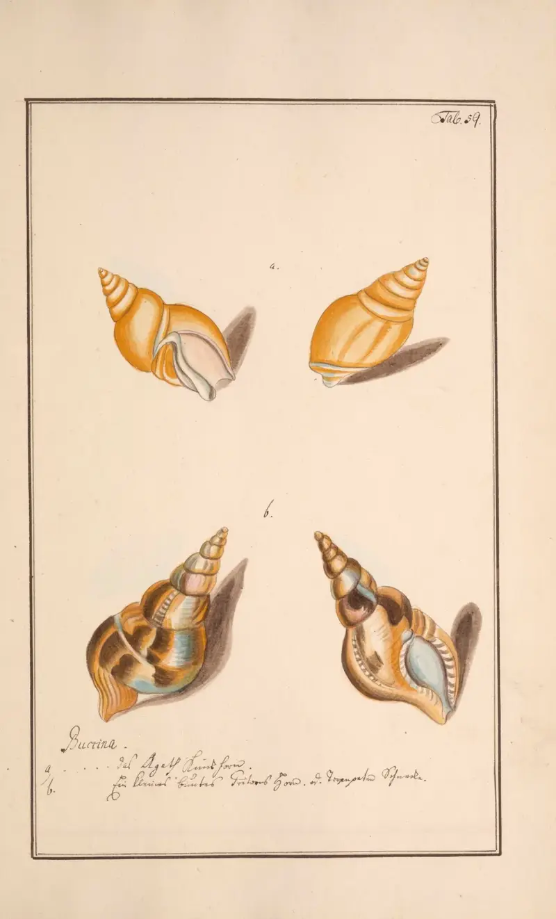 Conchylia picta ad naturam a pictore academico Pl.059 (Färgade snäckor efter naturen, plansch 59) av Andreas Friedrich Happe