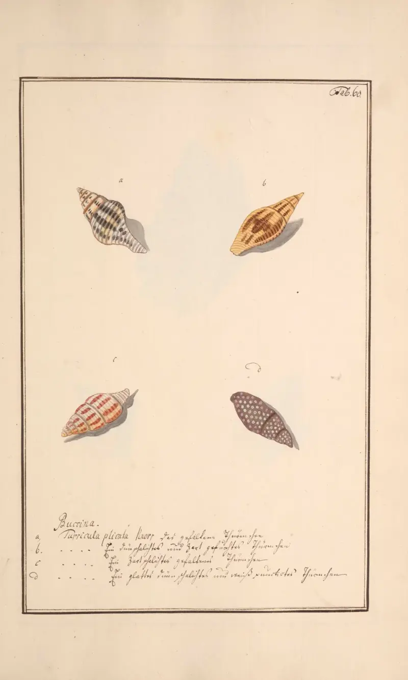 Conchylia picta ad naturam a pictore academico Pl.060 av Andreas Friedrich Happe