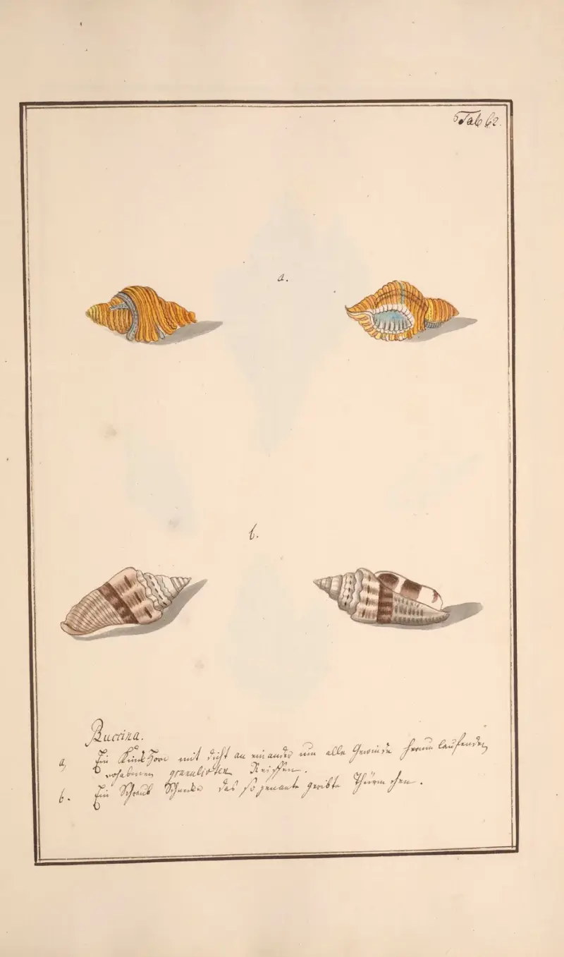 Conchylia picta ad naturam a pictore academico Pl.062 von Andreas Friedrich Happe