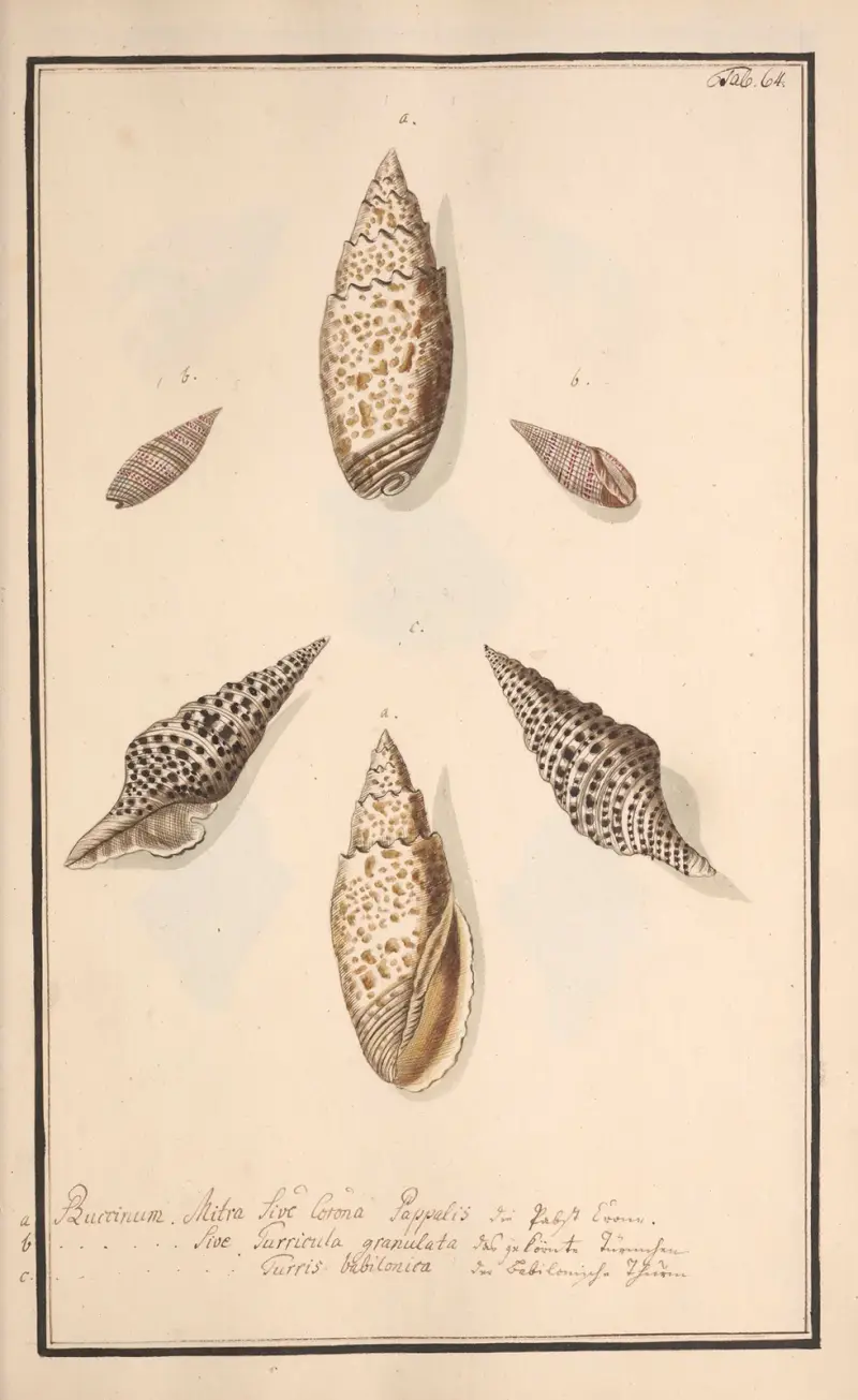 Målade snäckor efter naturen, plansch 64 av Andreas Friedrich Happe